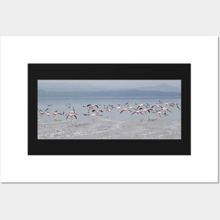 Take Off !  Flamingos at Lake Nakuru, Kenya Posters and Art